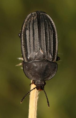 Réf. 232 175 : Silpha tristis
